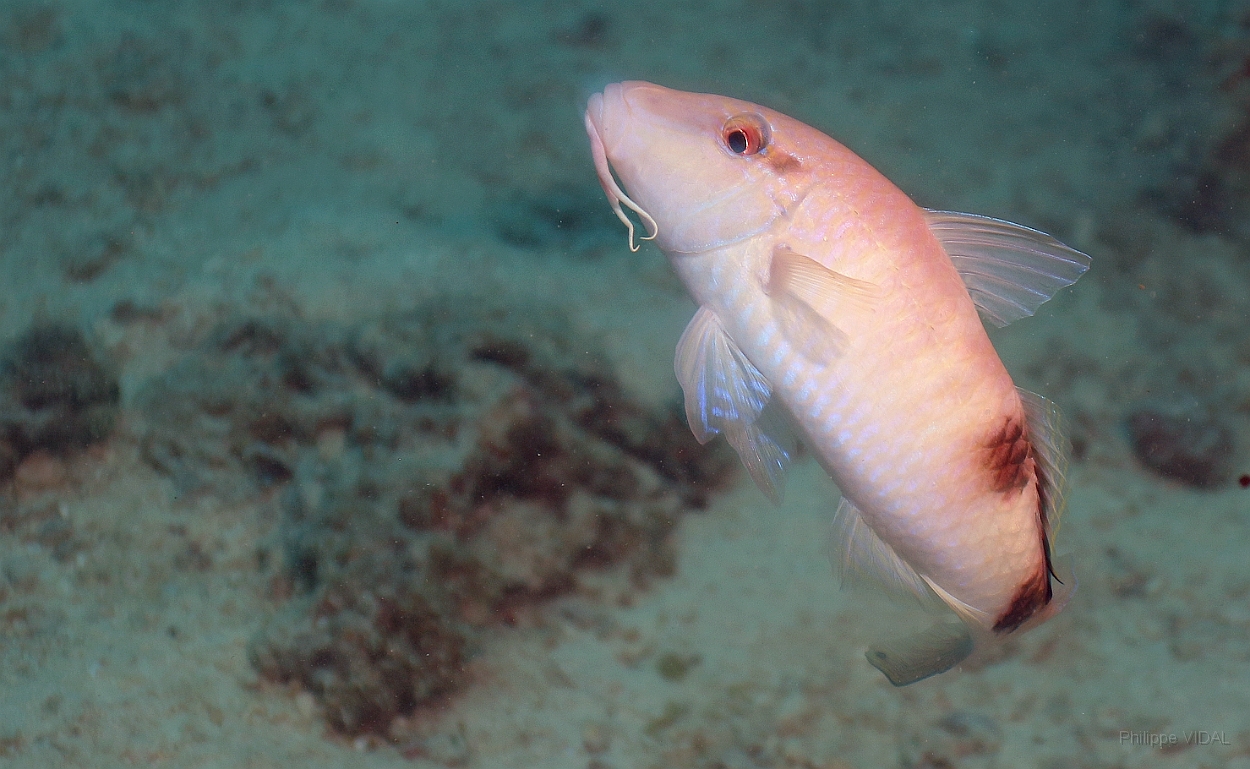 Sipadan_2015_Barbet raye_Parupeneus barberinus_IMG_2867_rc.jpg